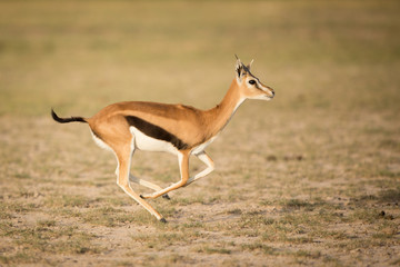 Naklejka na ściany i meble Female Thompson's Gazelle running, Amboseli, Kenya