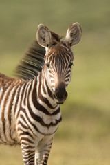 Fototapeta na wymiar Baby Zebra in Amboseli National Park, Kenya
