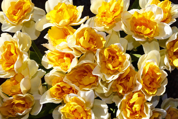 Cluster of variegated yellow daffodils