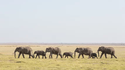 Foto op Canvas Een rij Afrikaanse olifanten die door Amboseli in Kenia loopt © stuporter