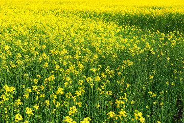 Fototapeta premium Beautiful spring landscape, yellow flower in rapeseed field as background