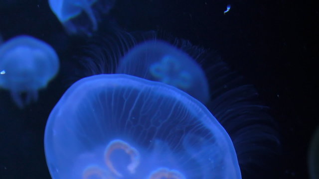 Calm motion of jellyfish glowing blue in the dark of deep sea 