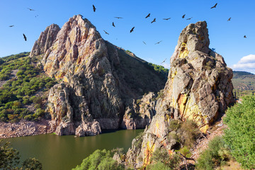 Mirador del Salto del Gitano in Monfrague National Park. Nest of a colony of black vultures over Tagus river. Province of Caceres, Spain