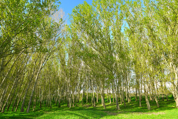 Fototapeta premium bright summer landscape, trees in forest