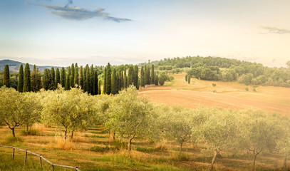 Olive field in Tuscany