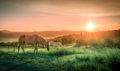 Fototapeta na wymiar Wild horses and tuscan sunrise