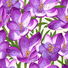 Seamless pattern with crocuses. Beautiful illustration for your desig.