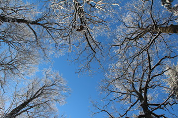 Winter sketches / In the winter forest