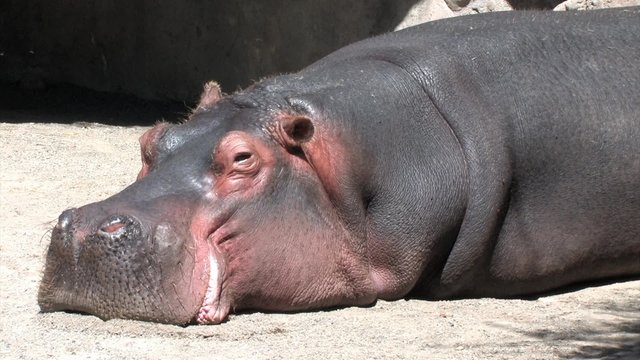 Hippo Laying in the Sun