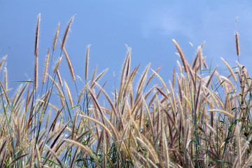 reeds with blue sky.