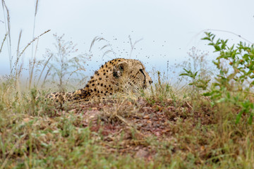 cheetah © Herbert
