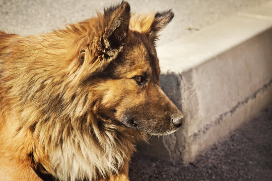 Lonely homeless dog outdoors