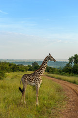 giraffe