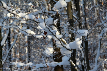 Winter sketches / In the winter forest