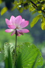 Pink lilies and lotus leaf in nature