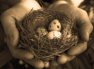 Eggs in the nest