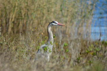 Crane