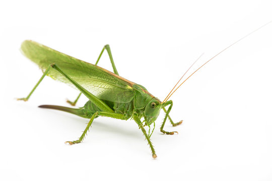 Green grasshopper  in  white background