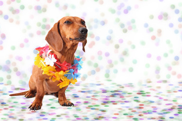 Dachshund at Carnival background