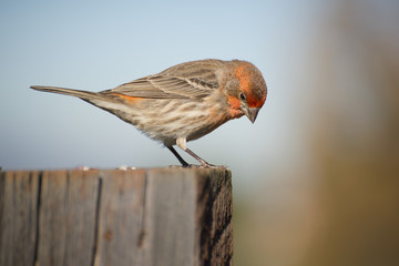Red House Finch