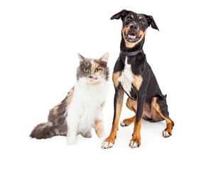Happy Crossbreed Dog and Pretty Calico Cat