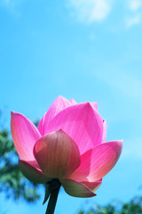 lotus flower against blue sky.