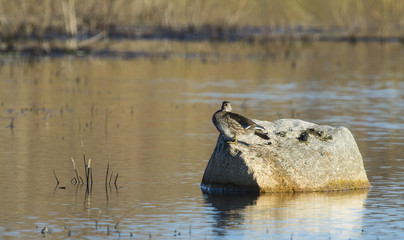 Female Wood Duck