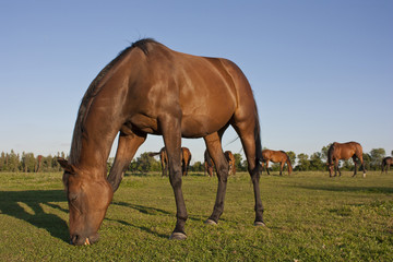 Naklejka na ściany i meble horses grazing in a meadow