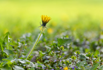 Löwenzahn (taraxacum) im Frühling