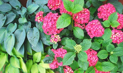 Photo sur Aluminium brossé Hortensia Beautiful dense foliage of hydrangea and hosta