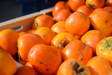 Orange persimmon kaki fruits freshly