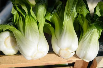 Bunches of fresh organic bok choy in pile at local farmers market - obrazy, fototapety, plakaty