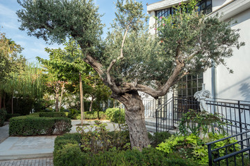 olive tree Neve Tzedek neighborhood in Tel Aviv, Israel