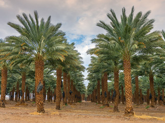 Plantation of date palms