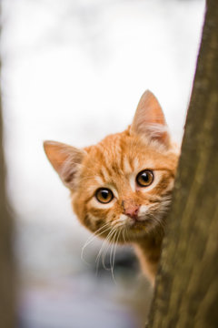 Ginger kitten looking straight at you