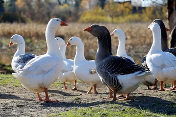 Natural background with domestic poultry at farmyard