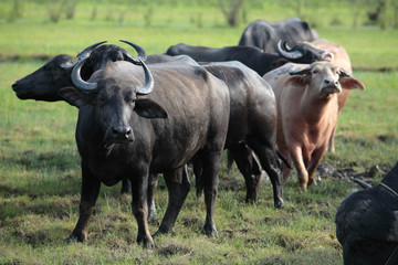 water buffalo in a field.