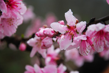 Beautiful blooming peach flower in spring