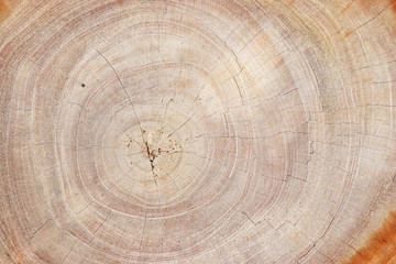 Fototapeta premium slice of wood background.