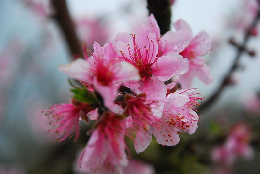 Beautiful blooming peach flower in spring
