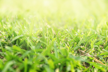 Grass background