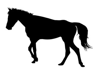 Horse silhouette on white background, vector illustration