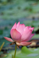lotus flower blooming in pond.