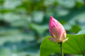 lotus flower blooming in pond.