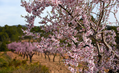 Blooming almond trees. Spain