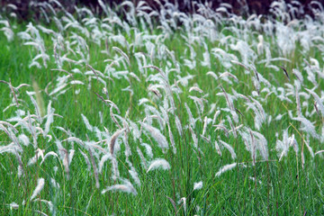 white reeds field.
