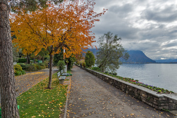 Fototapeta na wymiar Yellow tree on Lake Geneva in Montreux, canton of Vaud, Switzerland