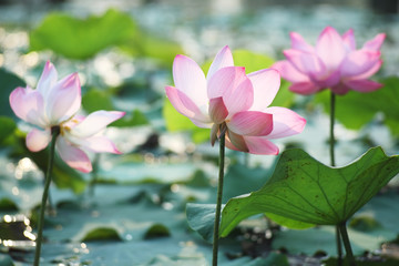 lotus flower blooming in pond