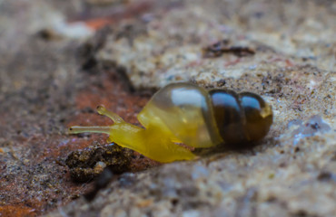 Snail