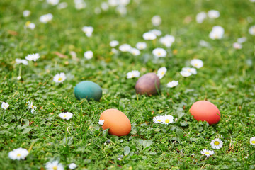 Fototapeta na wymiar Colorful Easter eggs hidden in the green grass